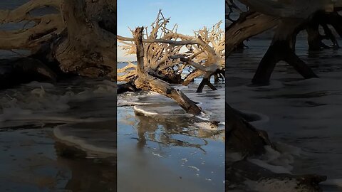 Jekyll Island Driftwood Beach #shorts