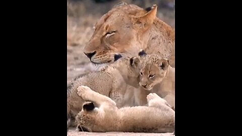 No Rest For Mother Lioness
