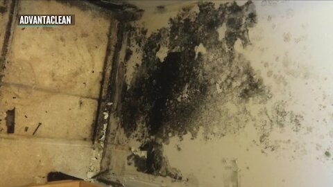 Waiving home inspections resulting in undetected mold