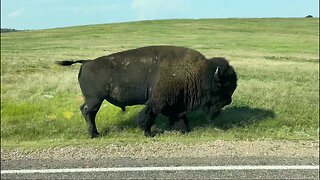 WILD BISON