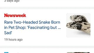 https://www.newsweek.com/rare-two-headed-snake-born-pet-shop-1820811