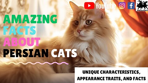 Amazing Facts About Persian Cats | Persian Cats Facts, Traits And Appearance | Animals addict |