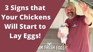 WHEN DO CHICKENS START TO LAY EGGS? | 3 Ways to Tell & How to Care for Them