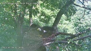 Hays Eagles Mom into the Nest with a Fish H19 H20 No Show 7.14.23 12:30