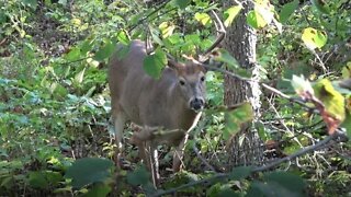 Jacob... Early season in the hills