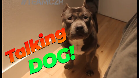 Talking dog American Bully is so smart!