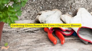 Gardening Gloves Protect You From 5 Dangerous Illnesses