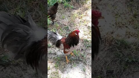 Crowing Cock... #nature