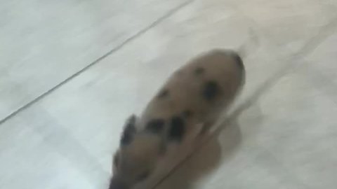 Little piggy zooms all over the house