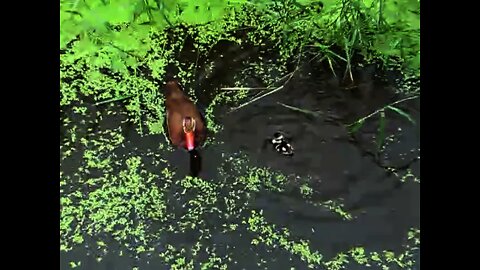 Baby Black Bellied Whistling Ducks