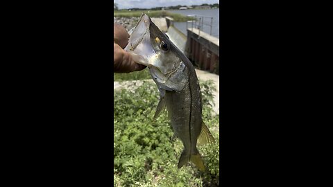 Snook season closed