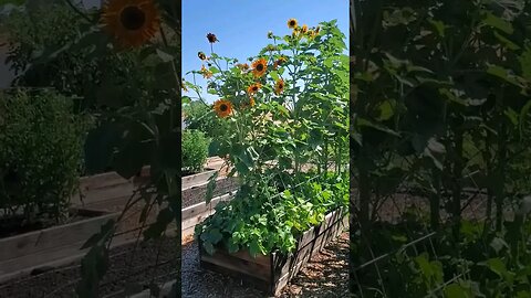 Achieve Abundant Harvests with 3 Sisters' Planting in a Raised Bed