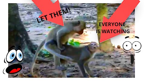 Natural Mating Of Monkey in forest - Best Monkey Mating