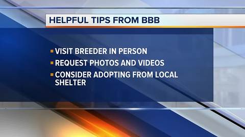 BBB reports spike in puppy scams