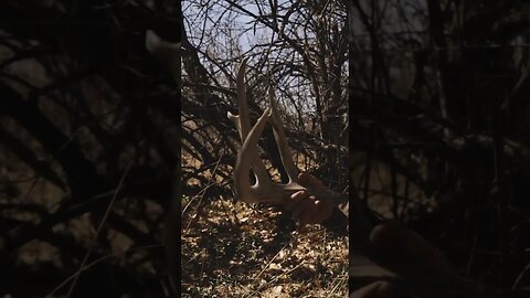 My BIGGEST SHED to date! #shedhunting #whitetaildeer