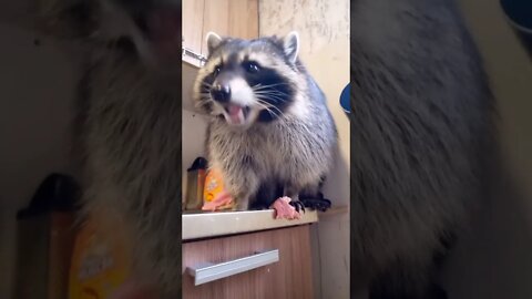 #shorts Смешные Еноты Из Тик Ток 16 Funny Tik Tok Raccoons