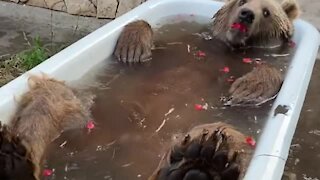 This bear is thoroughly enjoying his bath time