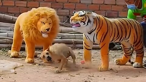 Hilarious Dog Pranks: Fake Lion, Fake Tiger, and Huge Box Tricks!