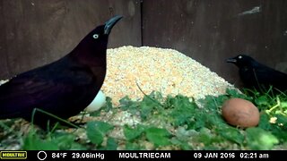 Rare blackbirds🐦feeding 🥣 together 🐦🐦#cute #funny #animal #nature #wildlife #trailcam #farm