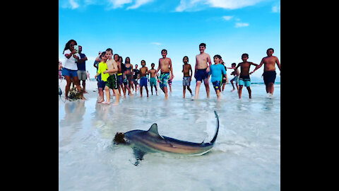 Catching Sharks w/ Kids || Destin Beach Florida Vacation