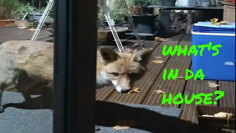 🦊 Ajax the urban #fox back in November at our back door amongst the autumn leaves with chicken.