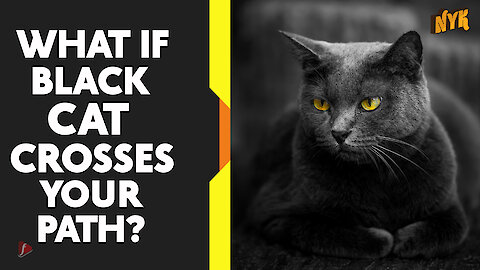 4 very common(but silly) superstitions about black cats