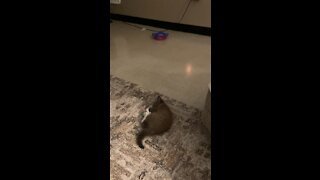 Kitty play