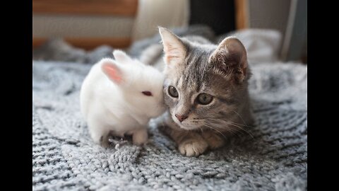 Beautiful Cat and Rabbit Rest Time