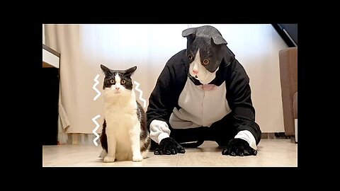 Cat Pranked By Big Cat Mask🚫😾