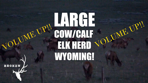 VOLUME UP! "Mountain Music" from large elk herd!