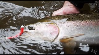 Early Winter Steelhead Fishing with SURPRISE CATCH! | Addicted Life Ep. #19