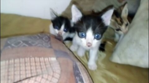 Baby kittens ,kittens meowing ,on the bed