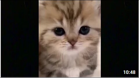 Cute Cats Funny Video Compilation 🤩 Cute Cats 🎈🎈