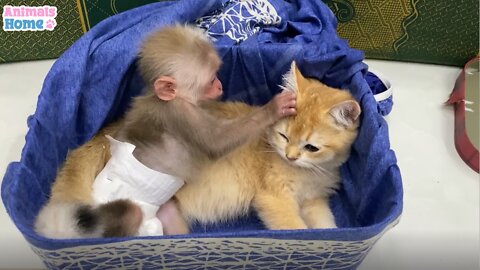 cat and monkey are playing togather how sweet..