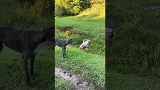 Henry Dog jumping through the creek