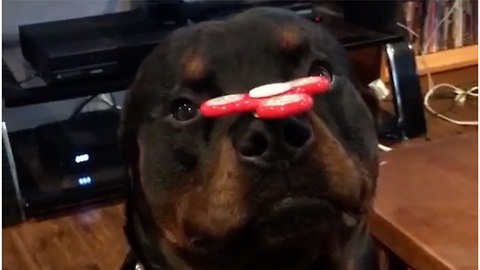 Rottweiler shows off sick fidget spinner skills