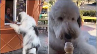 Cão adorável toma sorvete no balcão