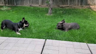 Frenchies running around in the backyard