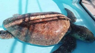 Ocean trash threatening the lives of sea turtles