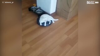 Gattina usa l'aspirapolvere come veicolo