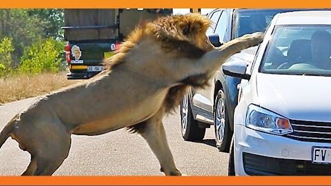 Lion Shows Tourist Why Windows Should be Closed!