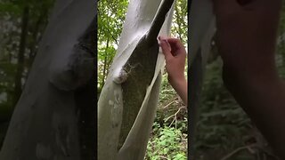 TREE COVERED BY WEB - spun by caterpillars #nature