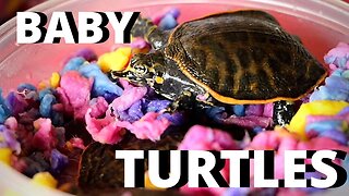 9 RARE BABY TURTLES: UNBOXING