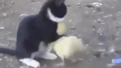 Cat and duck are truly best friends