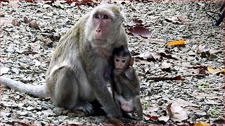 How Does Amara Breastfeed Chales Baby Monkey? Chales Follows Amara Quickly