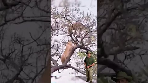 Uma leoa subiu na árvore para roubar a caça de um Leopardo #animals #savage #selva #girafas