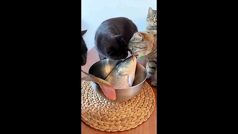 cat and fish funny video #cat #fish 🤣🤣🤣🤣#world #rumble 😁😁😁😁😁