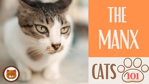 🐱 Cats 101 🐱 MANX CAT - Top Cat Facts about the MANX