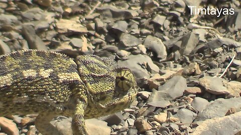 Common chameleon