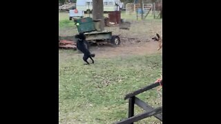 Double Midair catch by Malinois and standard poodle